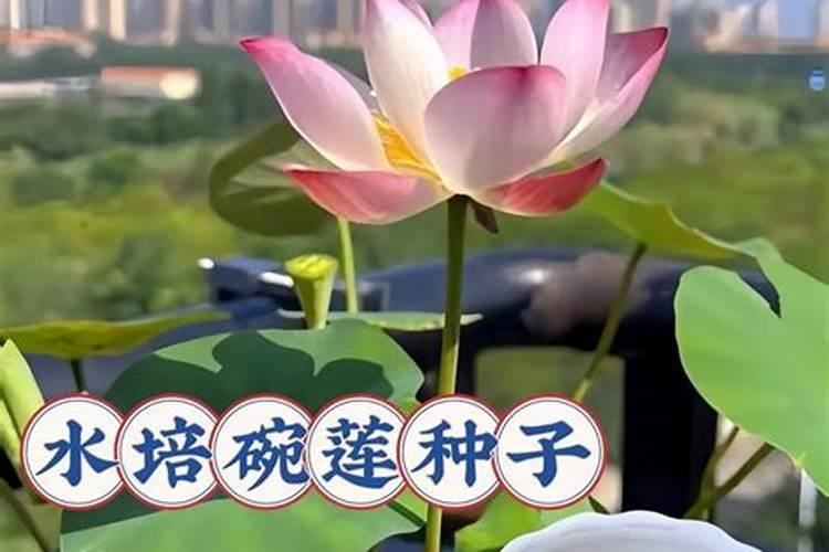 碗莲种子可以用水溶肥吗