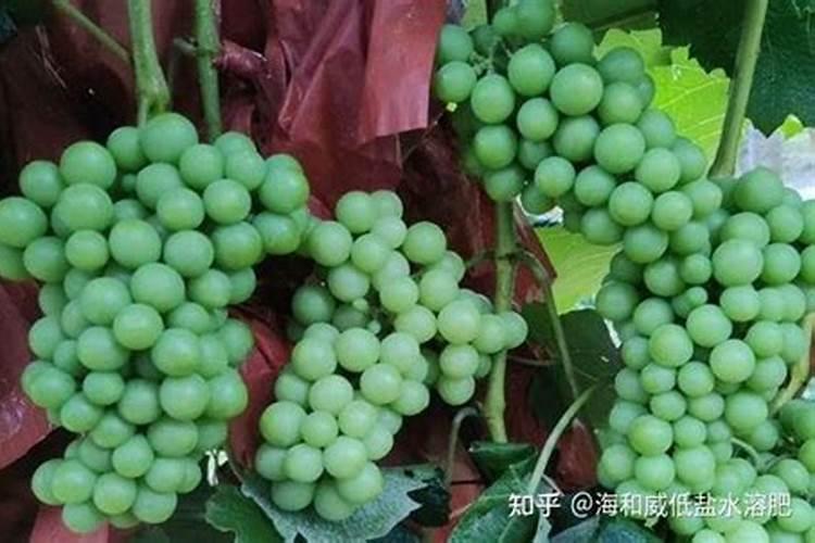 水溶肥为什么有颜色