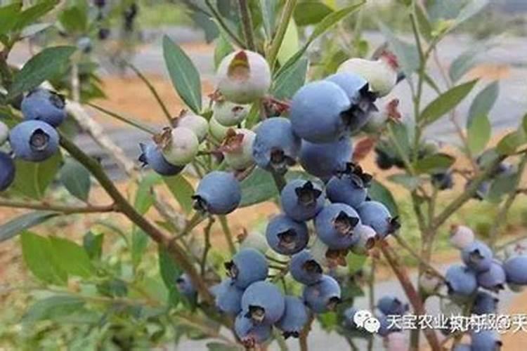 花盆中蓝莓施什么肥好