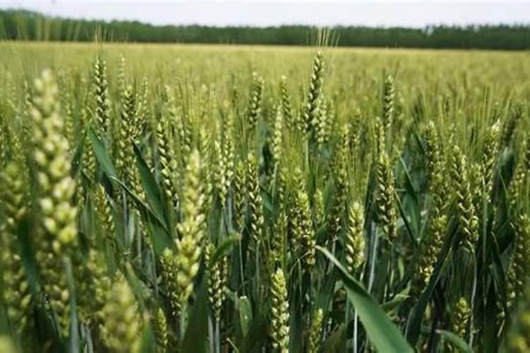 小麦什么时间追肥最合适