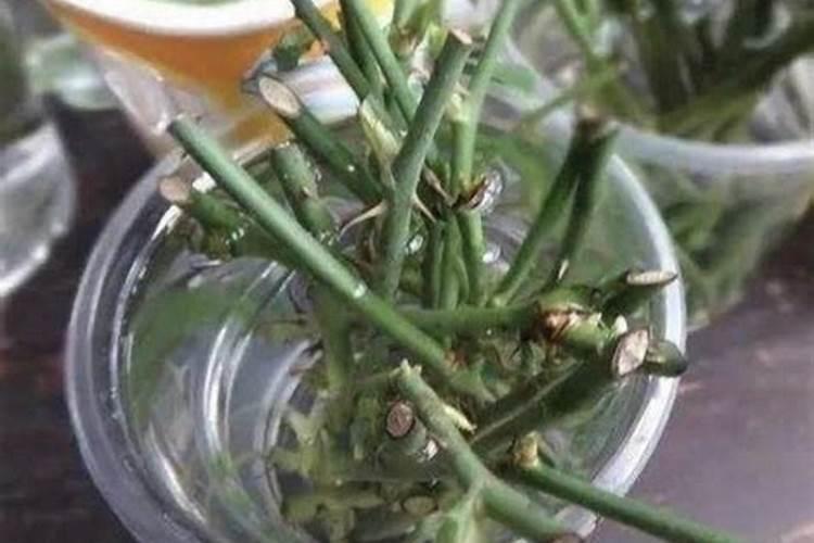 生根剂不用买 生根剂不用买自己制作