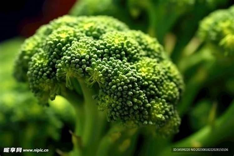 西兰花施什么肥最好