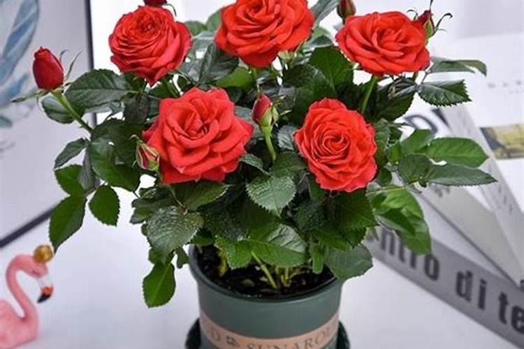 为什么在月季花周围种一些大蒜或韭菜,就可以防止月季花得白粉病？