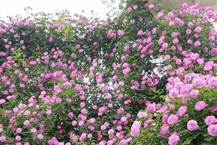 蔷薇花施肥方法