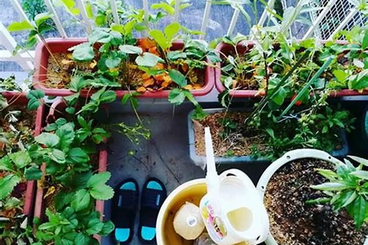 苹果控梢促花用什么好？腐植酸水溶肥有效果吗