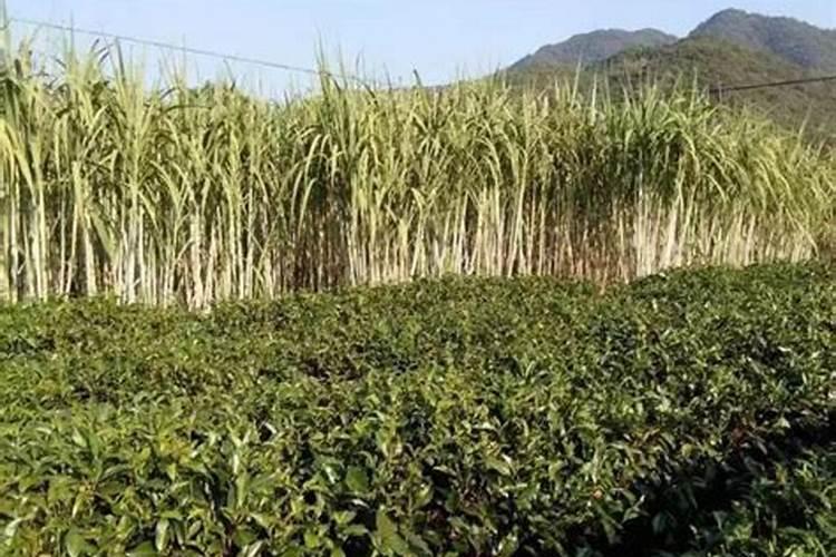 甘蔗最忌三种肥