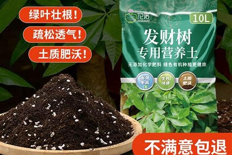 发财树如何施肥