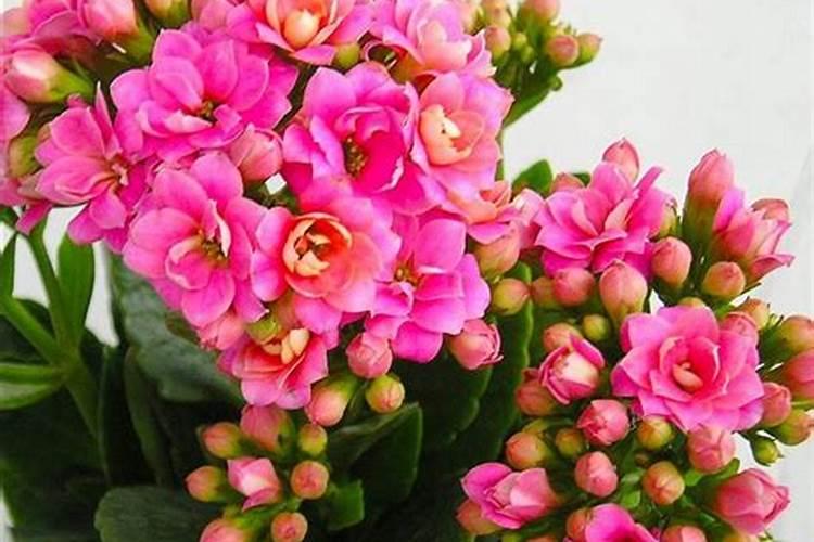 长寿花能用复合肥吗