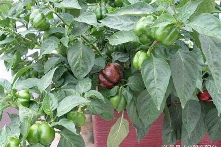 辣椒开花结果的时候要不要施肥