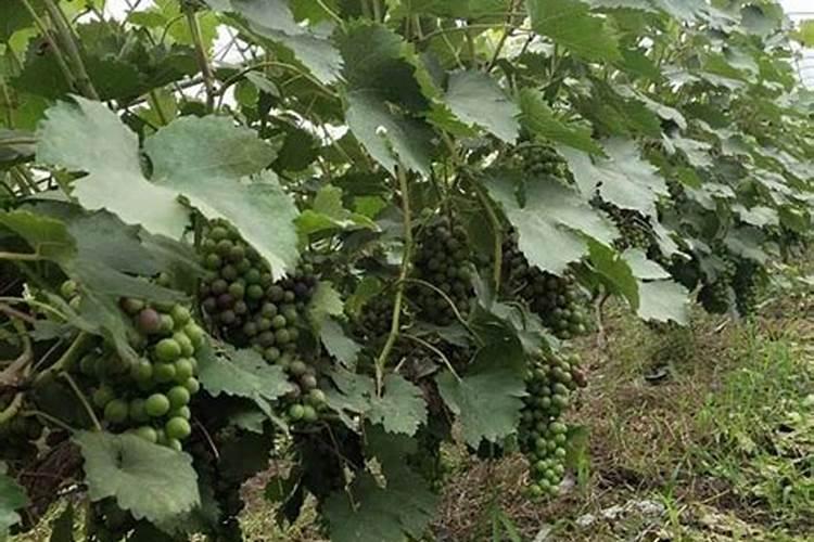 秋天葡萄树,两年苗施什么肥好？