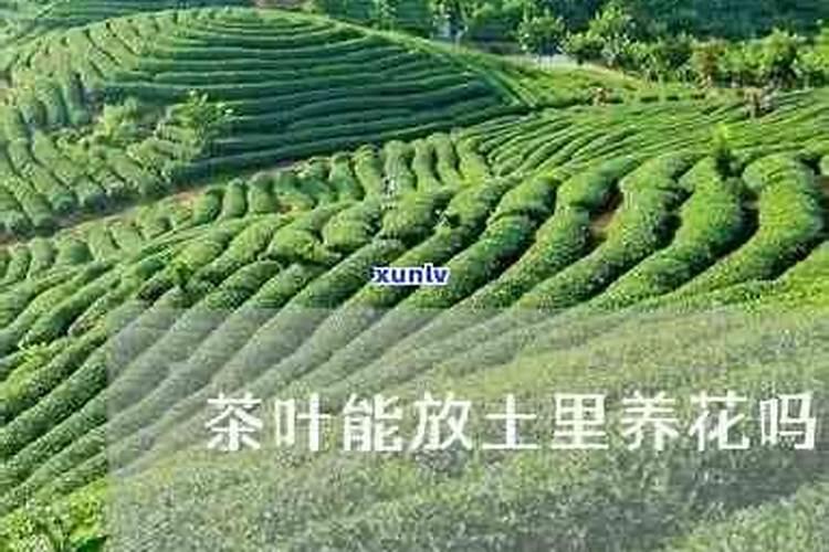 茶叶可以当肥料养花 茶叶对植物有好处吗