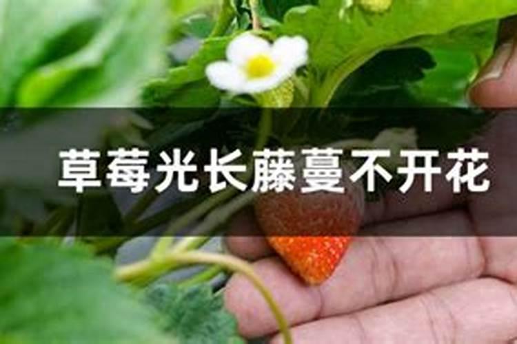 果树花期补硼、花后补钙,补错了果子当然长不好