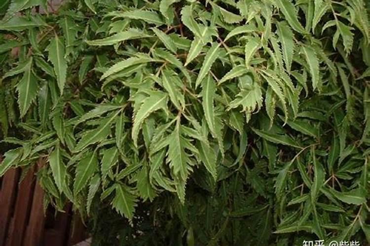 羽叶福禄桐的养殖方法和注意事项