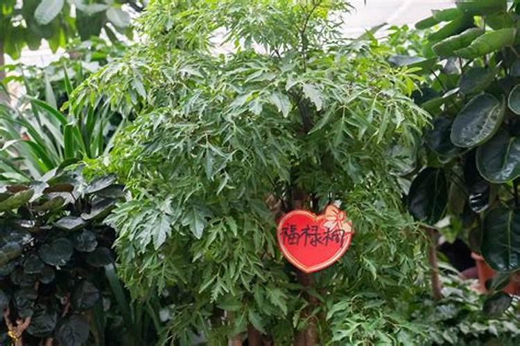 羽叶福禄桐的养殖方法和注意事项