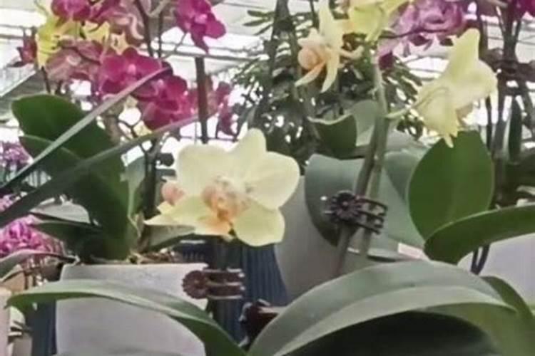 蝴蝶兰用什么肥料