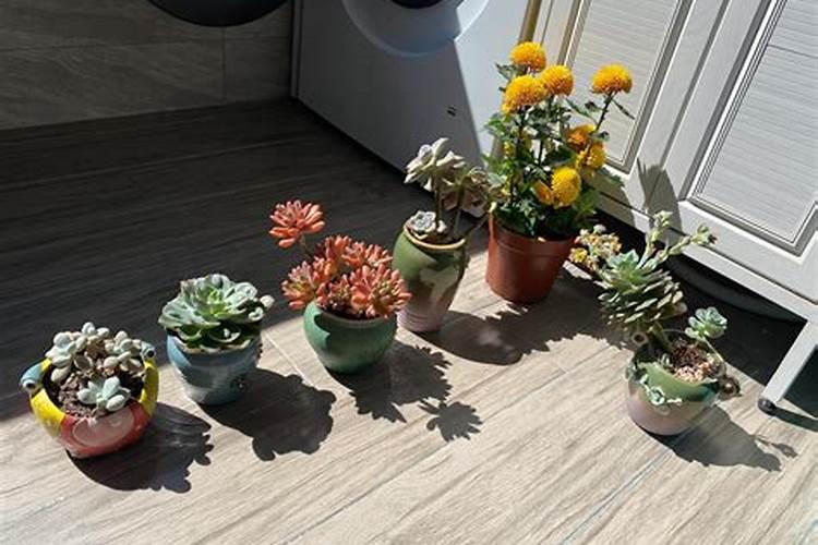 多肉施肥怎么施 多肉施肥的方法