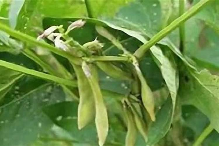 大豆开花后用哪些肥料比较好