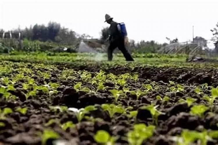 九月寒毛豆37度好种吗