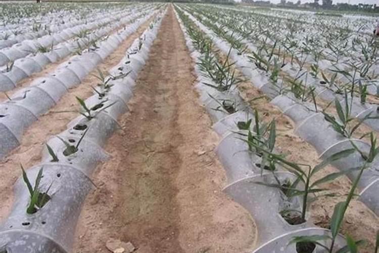 半夏增产叶面肥,生根肥料什么时候用效果好？