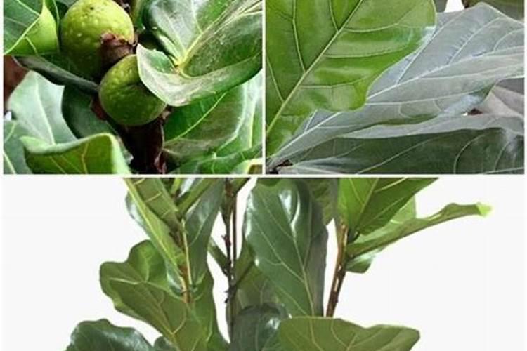 琴叶榕如何进行养殖？