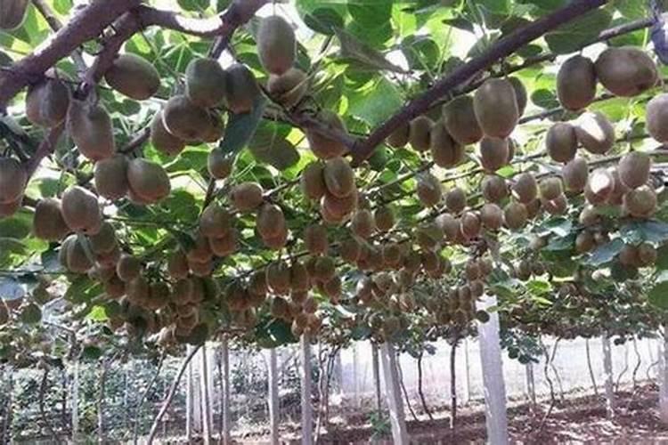 猕猴桃什么时间施叶面肥比较好？怎么施？