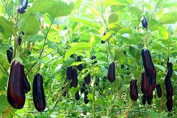 茄子座果期上什么肥料产量高？茄子用什么水溶肥效果好？