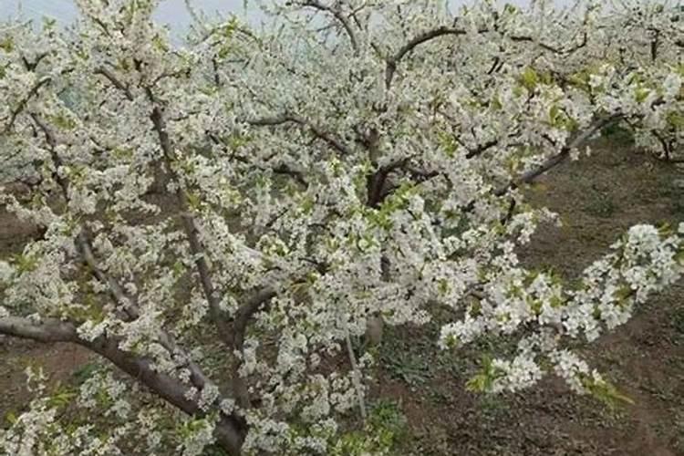 露地樱桃二遍粉什么情况下可以喷