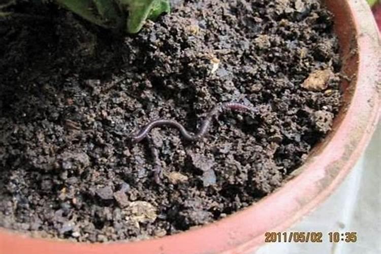 什么冲施肥对果实膨大最快