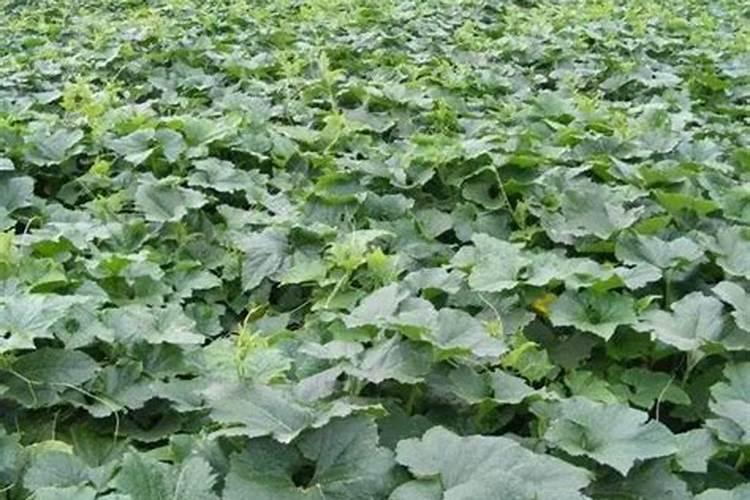 冬瓜药害,叶片变成老化,有什么办法使其迅速变绿