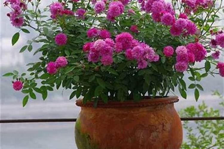 碗莲追肥用什么肥料好