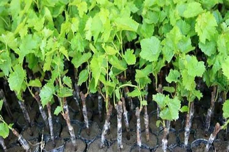 葡萄秧可以用大量元素肥料不使用颗粒的吗？