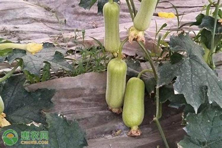 丝瓜小瓜变黄最快解决方法