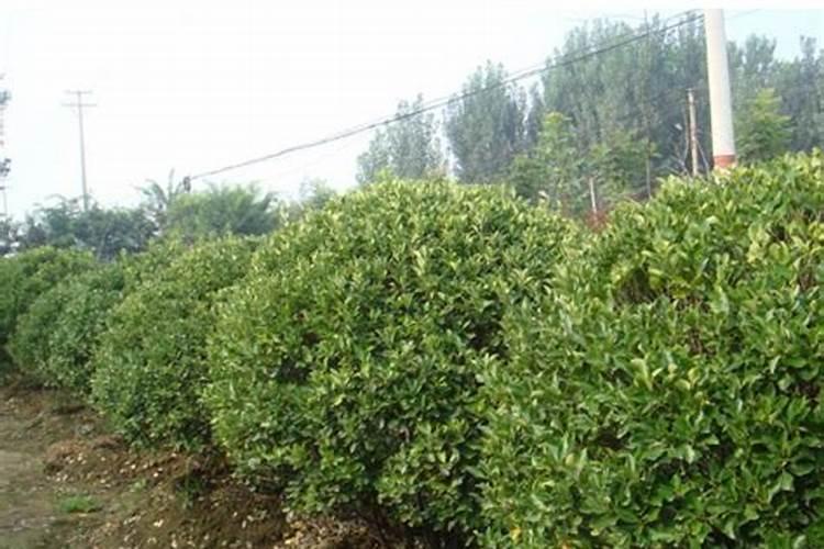 冬青球什么时候移栽最好