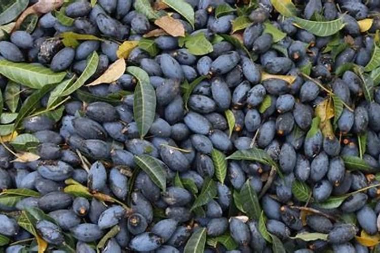 郁金香种子怎么保存？郁金香种子什么时候种？