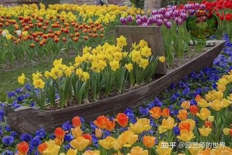 郁金香施肥用哪个肥料,郁金香什么时候施肥