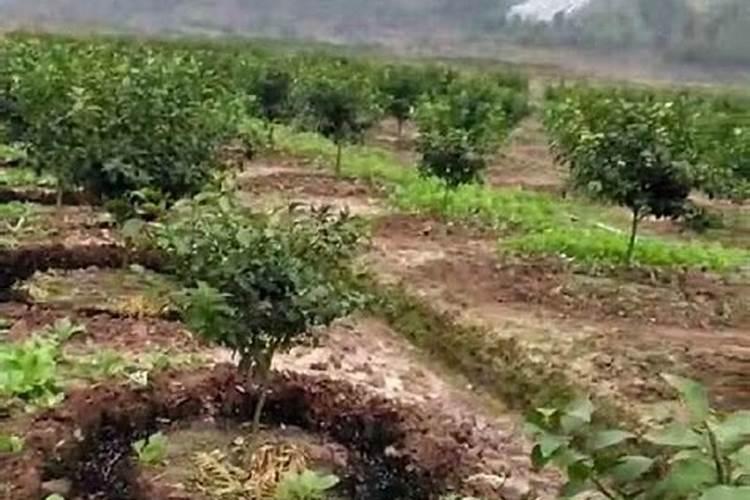 菜园土壤肥力不足怎么办？