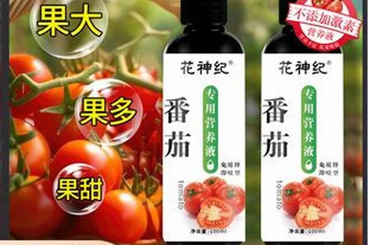 番茄用什么肥料好