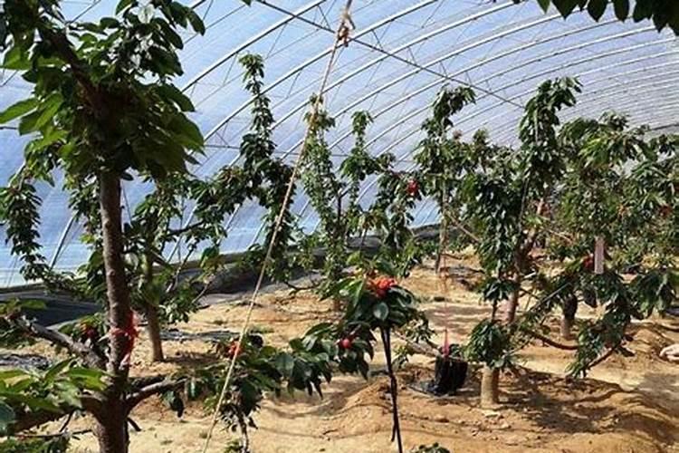 大棚种植甜樱桃总掉果子,如何提高坐果率？