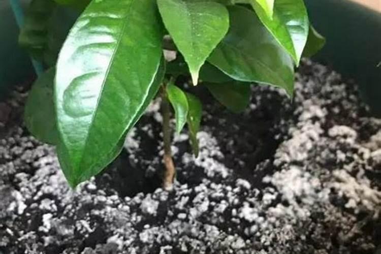 盆栽花卉的底肥怎么施