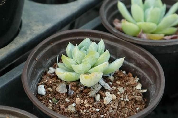 多肉夏天要不要施肥多肉施肥的最佳时间