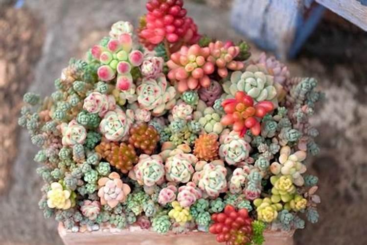 插叶的多肉怎么养 如何养殖插叶的多肉