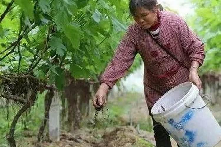 果树春天施什么肥料最好