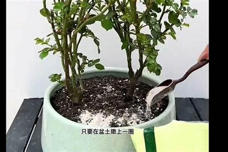 月季施肥过多症状是什么