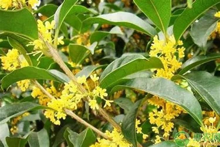 辣椒苗靠接应掌握哪些要点？