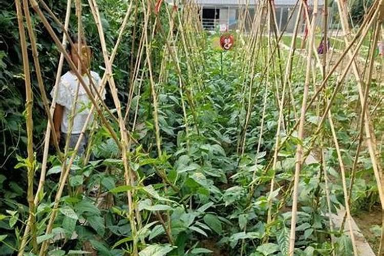 豆角出苗多久才能施肥