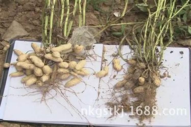 自制氮肥有哪些 用什么可以自制氮肥呢