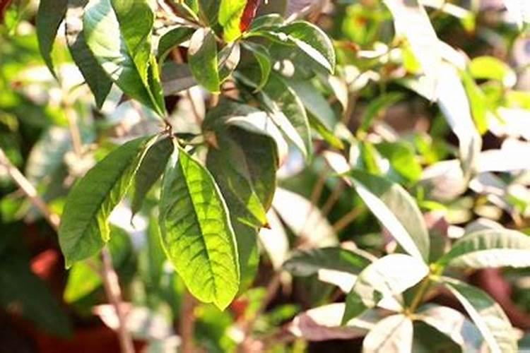 桂花树施肥用什么肥料