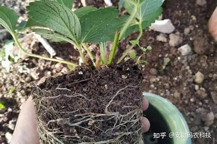 草莓苗开花之前能施中微量元素吗？