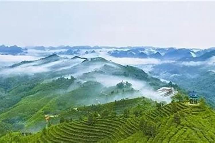 什么化肥最适合放茶叶？