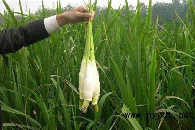 茭白常见的病害有哪些怎么防治